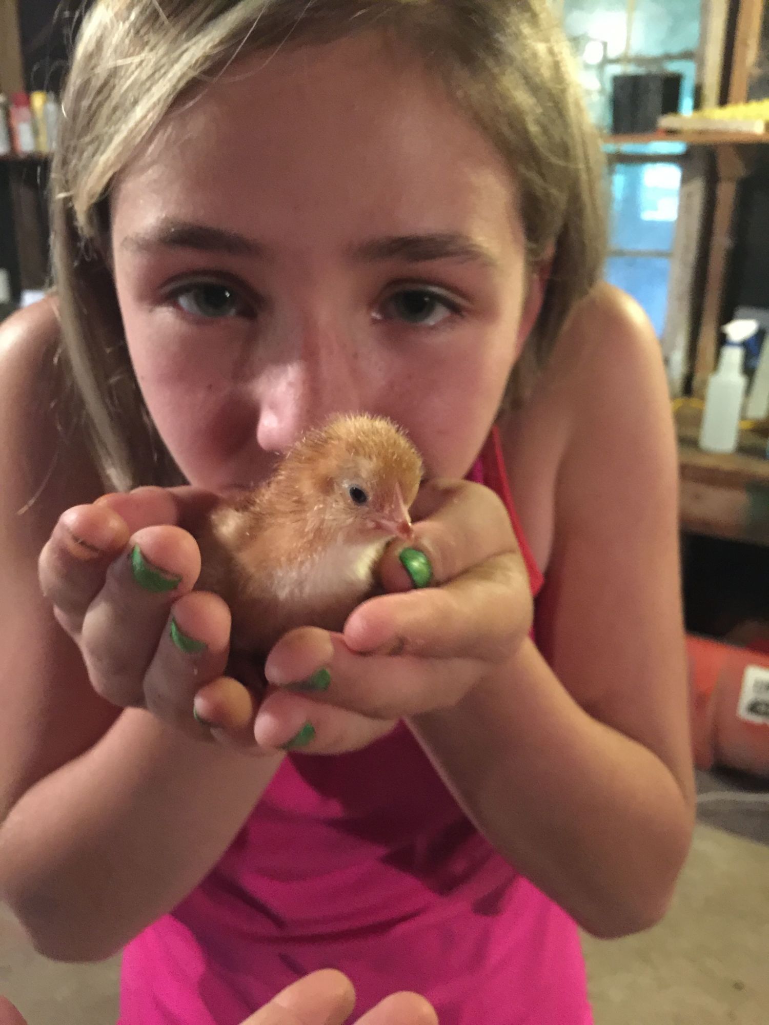 IMG I'm in in the May hatch along! We are new to the hatching and this is our 1st ever chick to hatch! We are super excited! He had this one in the incubator there are 3 more possibilities and 6 that were not fertile. This is my granddaughter Abbie, she was with me when we found it! It was awesome to share that experience with her!!!! These are the 1st contests I've enter and I'm actually enjoying them! Thank y'all!